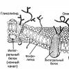 Трансмембранний білок Кінцевий продукт роботи трансмембранних білків