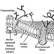 Transmembraninio baltymo galutinis transmembraninių baltymų produktas
