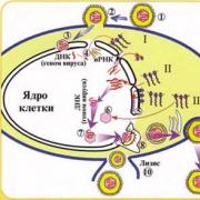 Herpes viruso morfologija ir struktūra