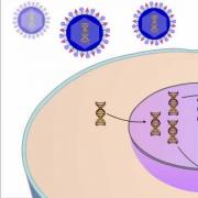 The interaction of the virus with the cell
