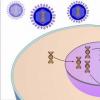 Vīrusu reprodukcija šūnu sistēmās